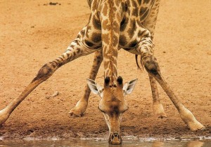 jirafa bebiendo
