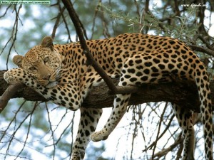 leopardo kenya africa