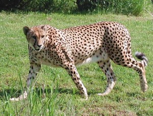imagen leopardo salvaje
