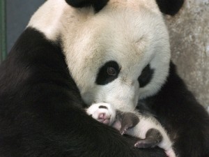 mama de oso panda con cria