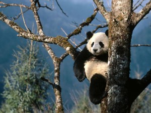 oso panda gigante