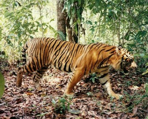 tigres en peligro de extincion