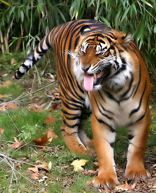 tigres sumatra
