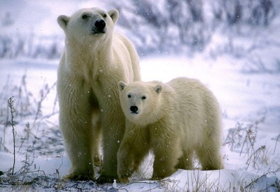 Tipos De Osos