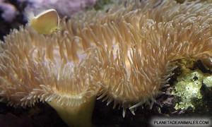 anemona de mar o actinia, de la familia de los crinoideos