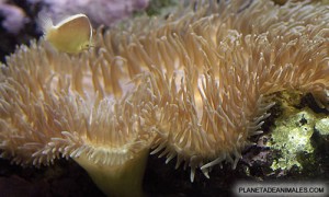 anemona de mar o actinia, de la familia de los crinoideos