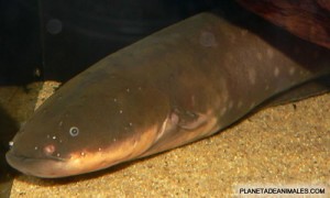 La anguila electrica es un pez de la familia de los gimnotidos, puede emitir descargas electricas de hasta 600 voltios