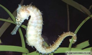 El caballito de mar (Hippocampus), pez marino de la familia de las agujas