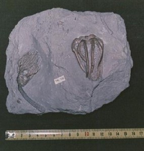 Fosil de crinoideo antiguo