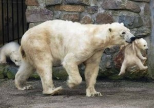 Oso polar y su hijo