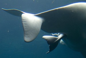 Parto de un beluga vivíparo