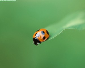 Coccinella septempunctata (Mariquita de siete puntos)