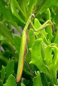 Mantis mimetizándose