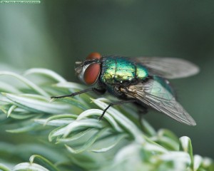 Detalle de una mosca