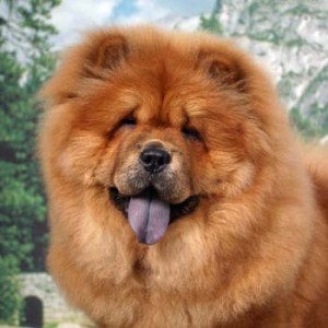 Chow Chow