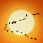Pájaros volando