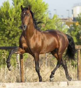 caballo al trote