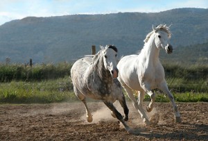 caballos blancos