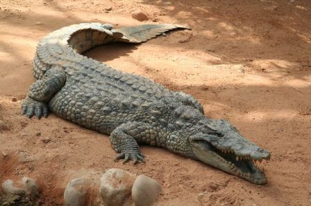 Huge_Crocodile_in_Zoo_600