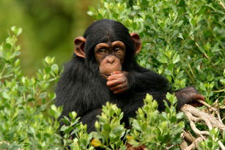 Young_Chimp_Eating_600