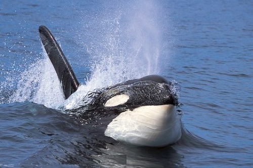 Ballena orca