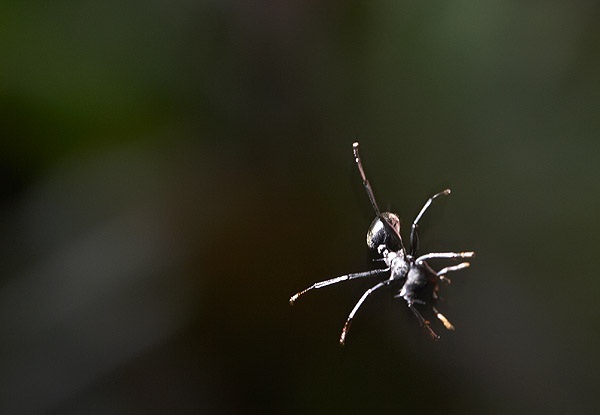 hormigas voladoras