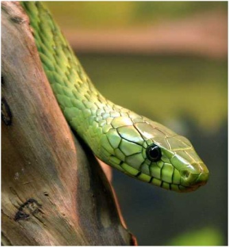 serpientes venenosas
