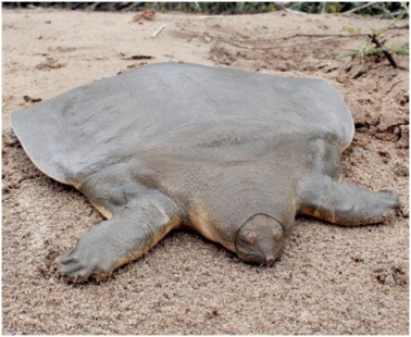 tortuga gigante
