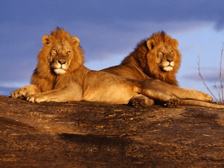 African Lions, Masai Mara, Kenya