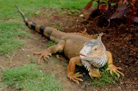 Brownish_Green_Iguana_600