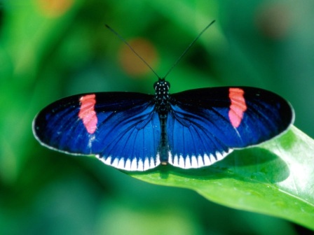 Animals Butterflies_Heliconius Erato