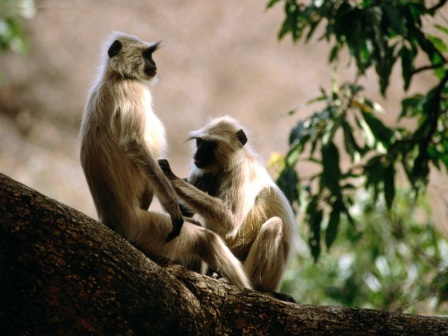 Langur Monkeys, India