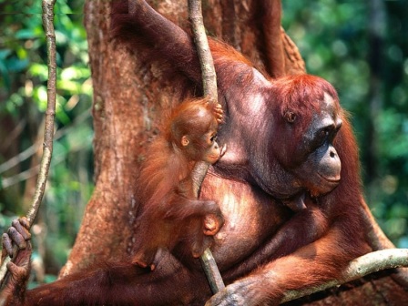 Animals Families_Training, Borneo Orangutans