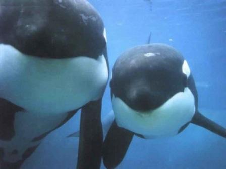 orcas orcas