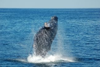 ballena ballena