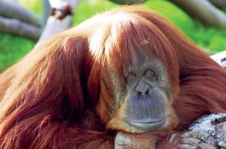 Mejores parques zoológicos del mundo