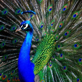 pavo real