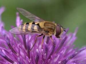 insectos abejas