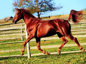 animales caballos