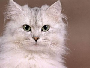animales gatos