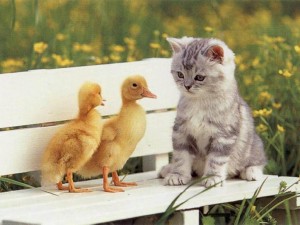 gatito con patitos
