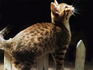 gato cazador