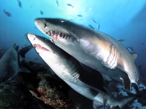 animales tiburones