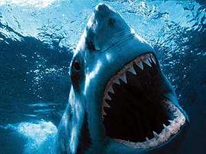 tiburones marinos