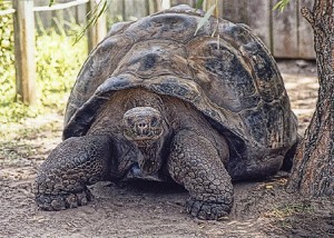 Tortuga gigante
