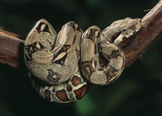 boa-constrictor boa-constrictor