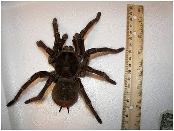 arana gigante 2