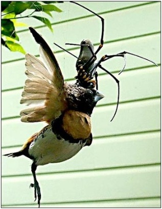 arana gigante1