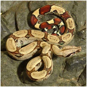 boa