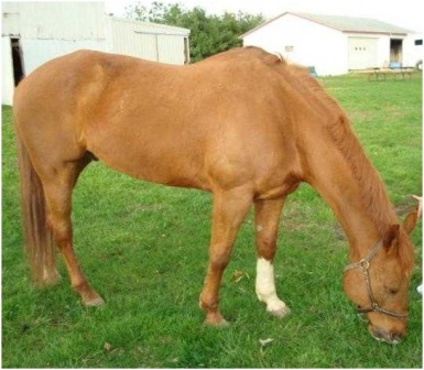 caballo